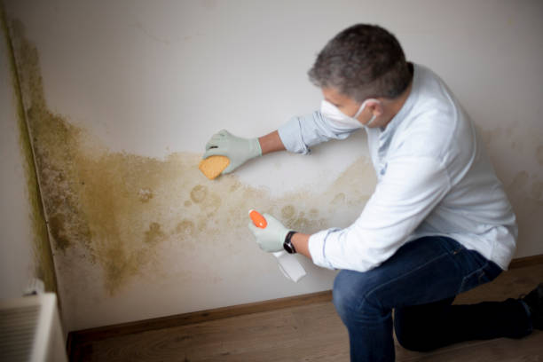 Best Mold Documentation for Insurance Claims  in Arcadia, LA