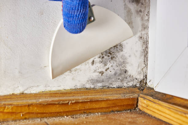 Best Attic Mold Removal  in Arcadia, LA